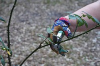 Dornen: Kleine Verletzung, gefährliche Folgen