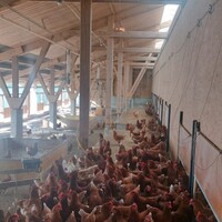 Innovatives Frequenzsystem im Kampf gegen Vogelgrippe Innovatives Frequenzsystem im Kampf gegen Vogelgrippe
