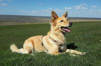 Hund ohne Leine führen trotz Jagdverhalten – geht das überhaupt?