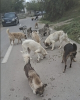 Tierheime erhalten dringend benötigte Unterstützung durch Futterspenden