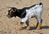 Tierische Fälle vor Gericht