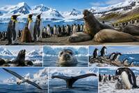 MS Douglas Mawson auf magischer Expeditionsreise zwischen Lofoten, Grönland und&hellip;