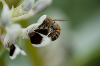 Für mehr Insekten reicht ein Blühstreifen allein nicht