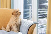 Urlaub mit vier Pfoten: Parkhotel Rügen erweitert Angebot für Mensch und Hund