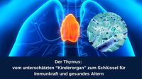 Der Thymus: vom unterschätzten „Kinderorgan“ zum Schlüssel für Immunkraft und&hellip;