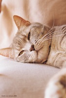 Wenn Katzen vor Gericht landen