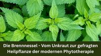 Die Brennnessel – Vom Unkraut zur gefragten Heilpflanze der modernen&hellip;