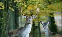 audius sorgt für Sicherheit beim Wildtierportal Baden-Württemberg