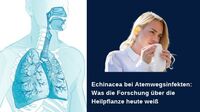 Echinacea bei Atemwegsinfekten: Was die Forschung über die Heilpflanze heute&hellip;