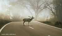 Achtung, Wildwechsel: So reagieren Autofahrer richtig